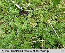 Galium saxatile