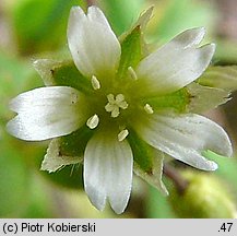 Cerastium semidecandrum