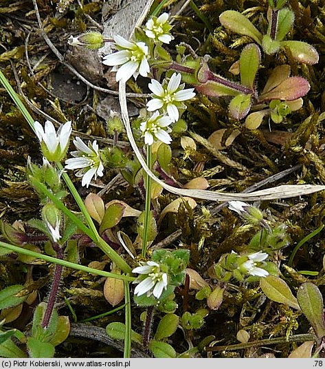 Cerastium semidecandrum