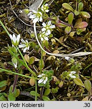 Cerastium semidecandrum