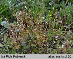 Saxifraga tridactylites (skalnica trójpalczasta)