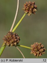 Scirpoides holoschoenus (hołoszeń główkowaty)