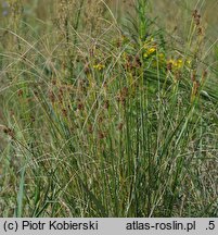 Scirpoides holoschoenus (hołoszeń główkowaty)