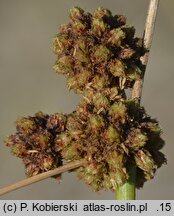 Scirpoides holoschoenus (hołoszeń główkowaty)