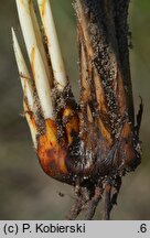 Scirpoides holoschoenus (hołoszeń główkowaty)