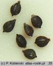 Scirpoides holoschoenus (hołoszeń główkowaty)