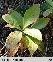 Trientalis europaea