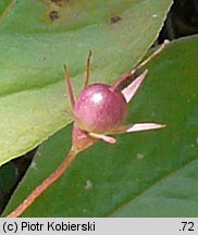 Trientalis europaea