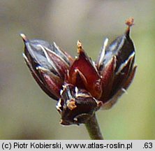 Juncus articulatus (sit członowaty)