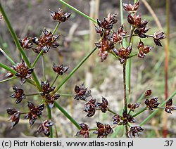 Juncus articulatus (sit członowaty)