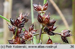 Juncus articulatus (sit członowaty)