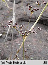 Juncus articulatus (sit członowaty)