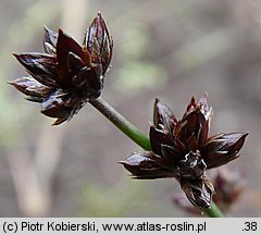 Juncus articulatus (sit członowaty)