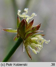 Juncus articulatus (sit członowaty)