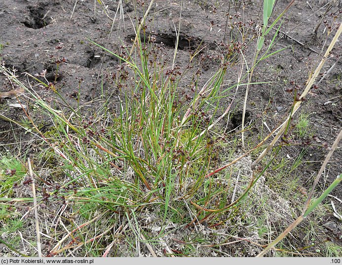 Juncus articulatus (sit członowaty)