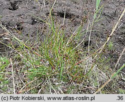 Juncus articulatus (sit członowaty)