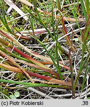 Juncus articulatus (sit członowaty)