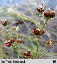 Juncus bulbosus (sit drobny)