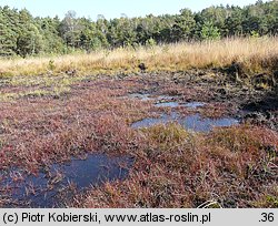 Juncus bulbosus