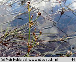 Juncus bulbosus (sit drobny)