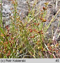 Juncus bulbosus (sit drobny)