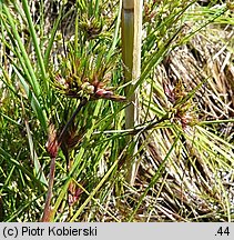 Juncus bulbosus (sit drobny)