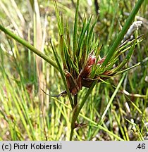 Juncus bulbosus (sit drobny)