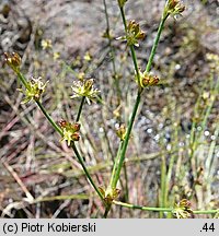 Juncus bulbosus (sit drobny)