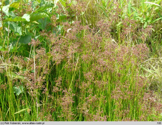 Juncus acutiflorus (sit ostrokwiatowy)