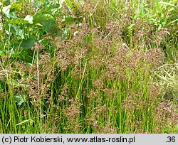 Juncus acutiflorus (sit ostrokwiatowy)