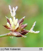 Juncus acutiflorus (sit ostrokwiatowy)