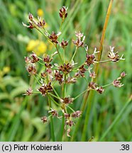 Juncus acutiflorus (sit ostrokwiatowy)