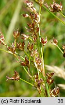 Juncus acutiflorus (sit ostrokwiatowy)