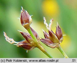 Juncus acutiflorus (sit ostrokwiatowy)