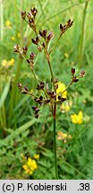 Juncus acutiflorus (sit ostrokwiatowy)