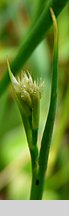 Juncus acutiflorus (sit ostrokwiatowy)