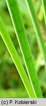 Juncus acutiflorus (sit ostrokwiatowy)