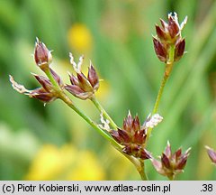 Juncus acutiflorus (sit ostrokwiatowy)