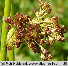 Juncus effusus