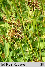 Juncus effusus