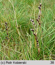 Juncus squarrosus