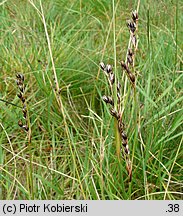 Juncus squarrosus