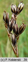 Juncus squarrosus