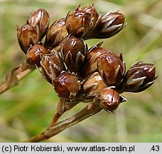 Juncus squarrosus