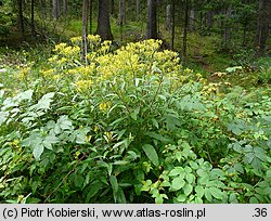 Senecio ovatus