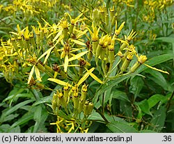 Senecio ovatus