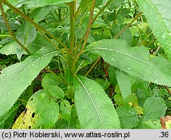 Senecio ovatus