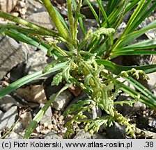 Senecio sylvaticus