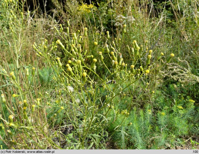 Senecio sylvaticus