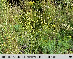 Senecio sylvaticus